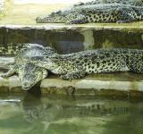 Krokodýlí Zoo Protivín, Josef Pepíno Balek