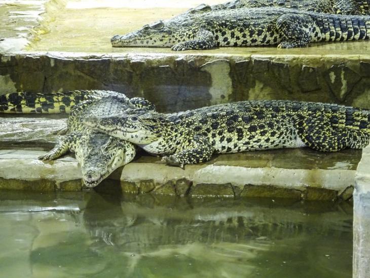 Krokodýlí Zoo Protivín, Josef Pepíno Balek